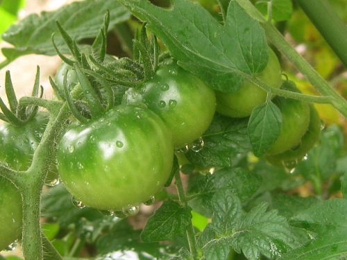 トマトの栽培における種まきや植え付けの時期及び育て方について