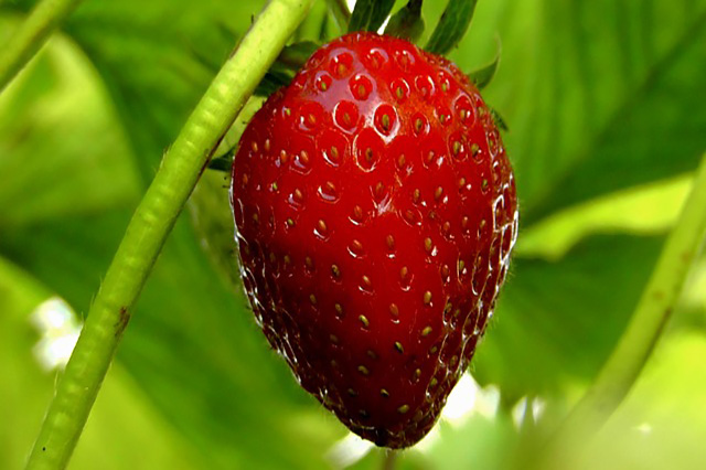 苺の種まきや苺の育て方や苺の栽培について