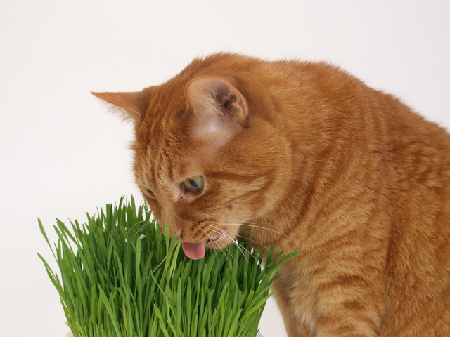 猫が大好きな猫草の育て方