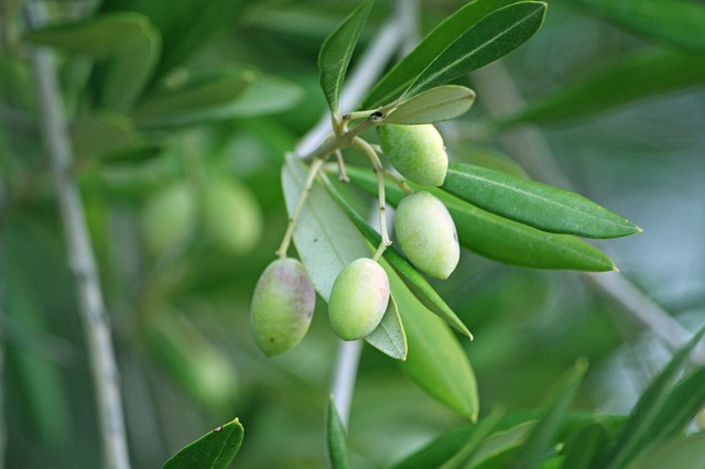 シンボルツリーとしても人気の植物「オリーブ」の育て方