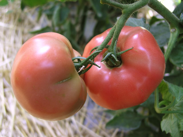 家庭菜園で甘くておいしいトマトを作る方法