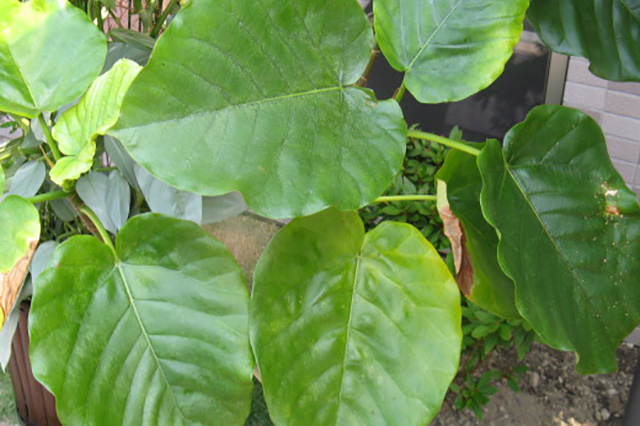 フィクス ウンベラタ フィカス ウンベラータ Ficus Umbellata の育て方 色々な育て方の情報 育て方ボックス