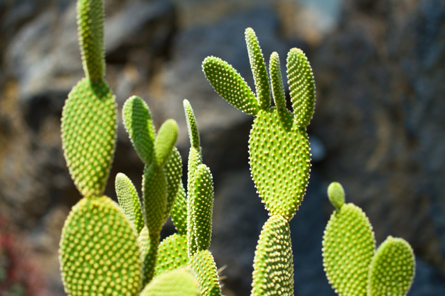 サボテンやアロエなどの多肉植物の育て方 色々な育て方の情報 育て方ボックス