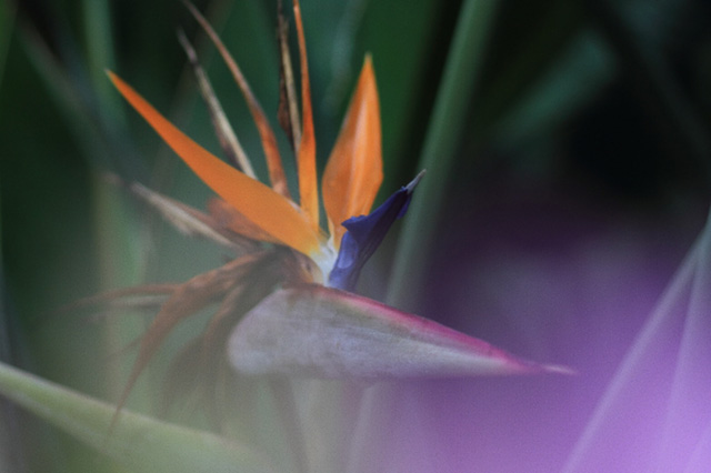 ストレリチア Strelitzia Reginae の育て方 色々な育て方の情報 育て方ボックス