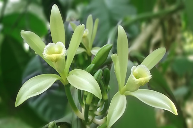 バニラ（Vanilla planifolia）の育て方