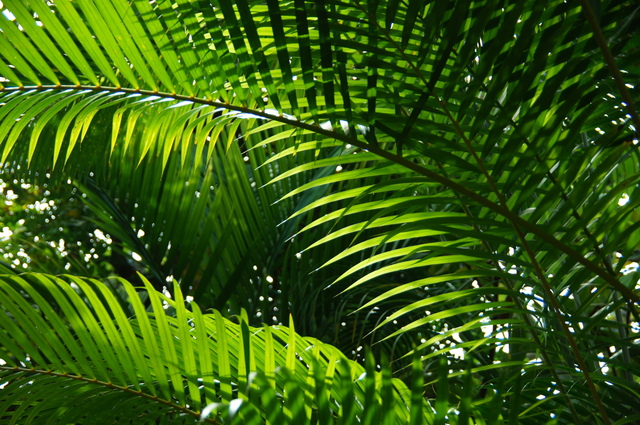 アレカヤシ Dypsis Lutescens の育て方 色々な育て方の情報 育て方ボックス