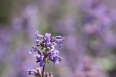 pixta_catmint
