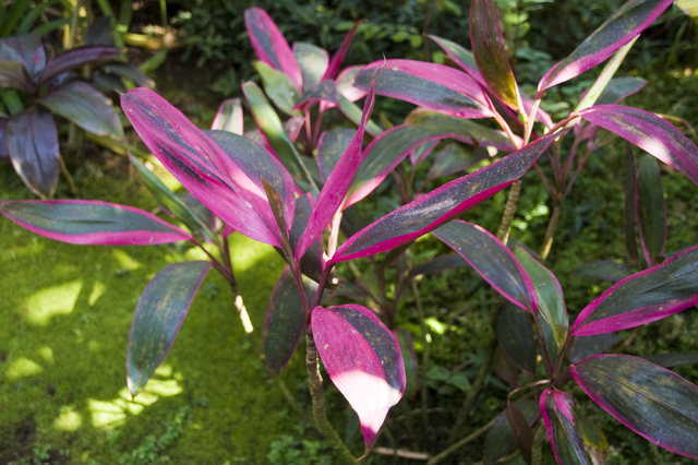 コルディリネ Cordyline の育て方 色々な育て方の情報 育て方ボックス