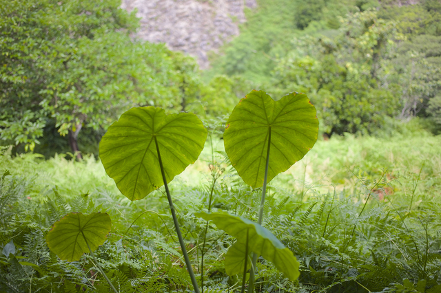 クワズイモ Alocasia Odora の育て方 色々な育て方の情報 育て方ボックス