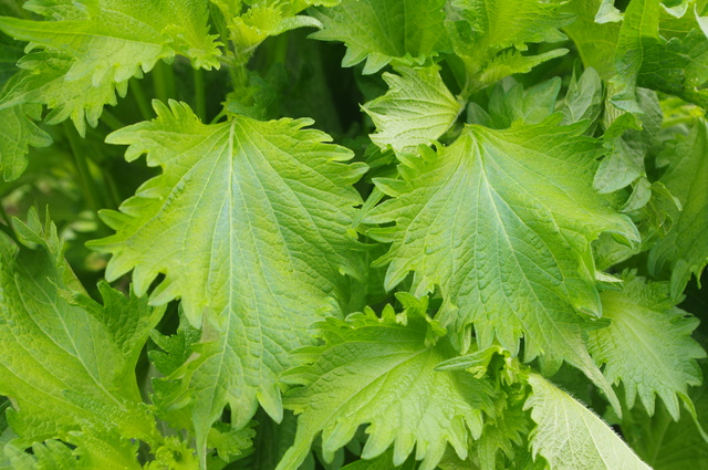 植物を育てたことがない人でも簡単に収穫できる大葉の育て方 色々な育て方の情報 育て方ボックス