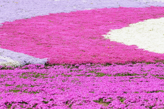 シバザクラ 芝桜 の育て方 色々な育て方の情報 育て方ボックス