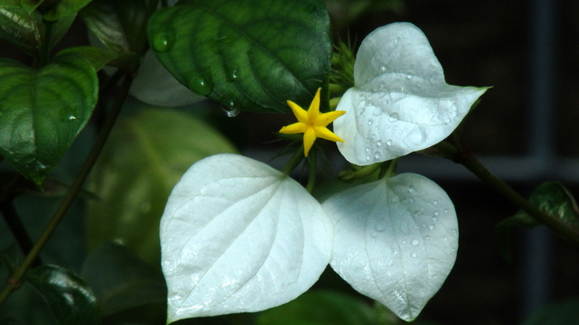 八重咲きコンロンカ（ハンカチの花）の育て方