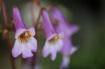 pixta_primurina