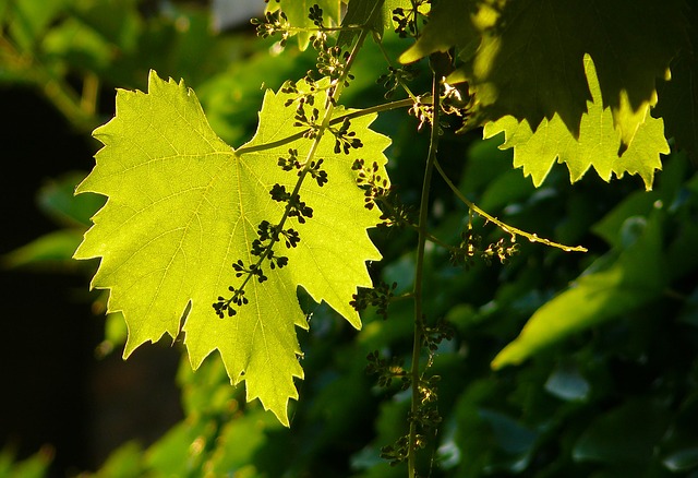 植物の上手な育て方を知る