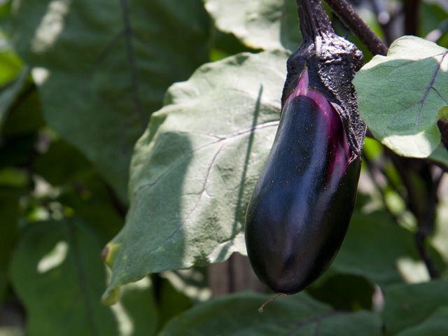 失敗しない植物の育て方または野菜の栽培の方法