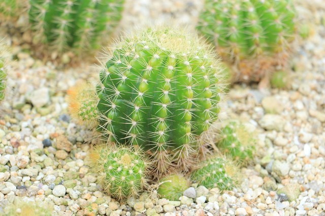 植物の育て方の楽しみについて