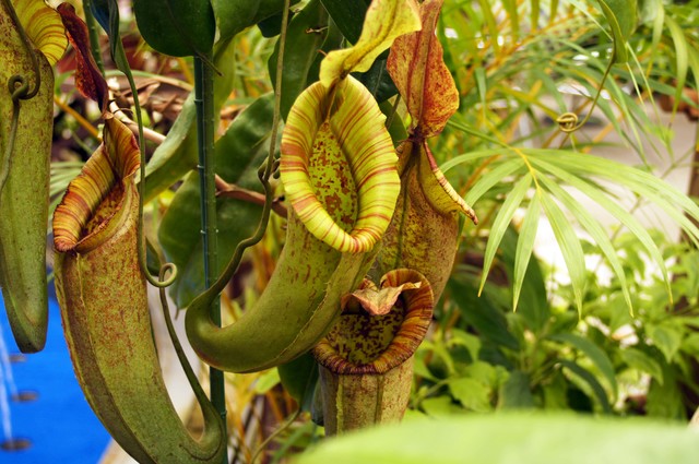 食虫植物を育ててみよう