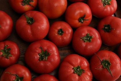 トマトの育て方について