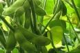 pixta_edamame_03