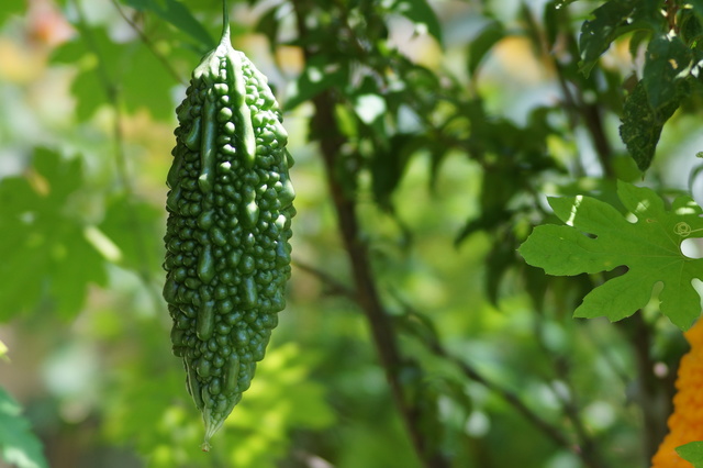 植物の栽培育て方のコツを教えます。