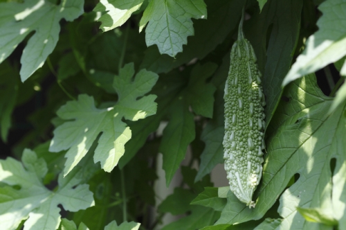 ゴーヤーともよばれている健康野菜ニガウリの育て方