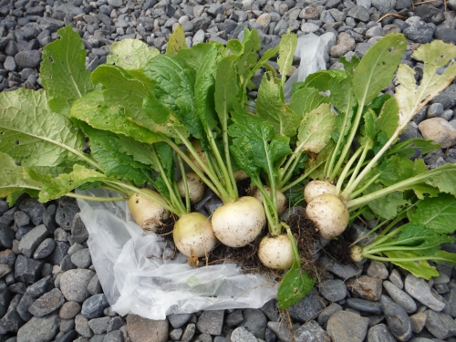 植物の栽培とこの育て方とこの種まきのやり方