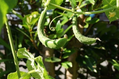 夏野菜の育て方と種まき