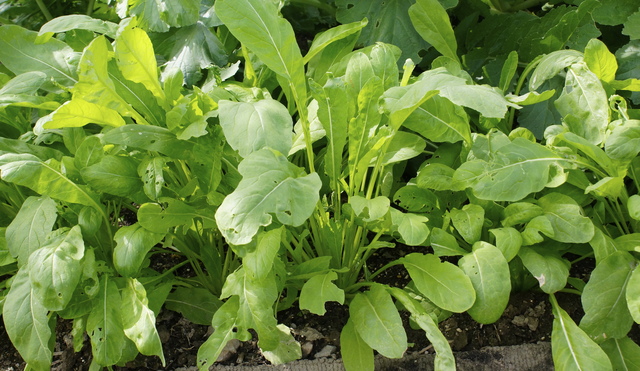 はじめての家庭菜園で役立つ基本的な野菜の育て方
