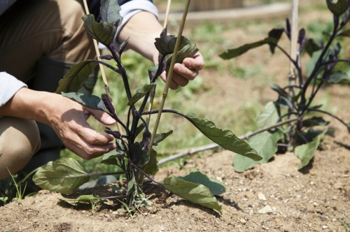 植物の育て方で考えるべき要素や種類の選択について