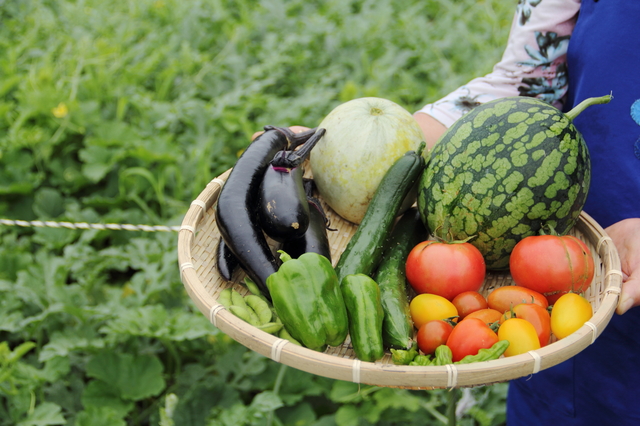 野菜の栽培野菜の育て方野菜の種まき様々な方法があります