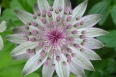 pixta_astrantia