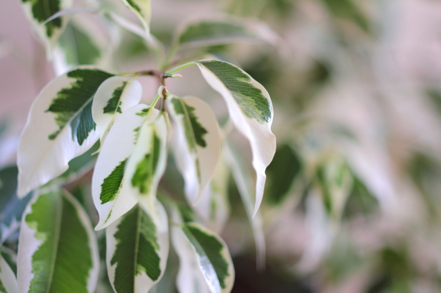 ベンジャミン（Ficus benjamina）の育て方