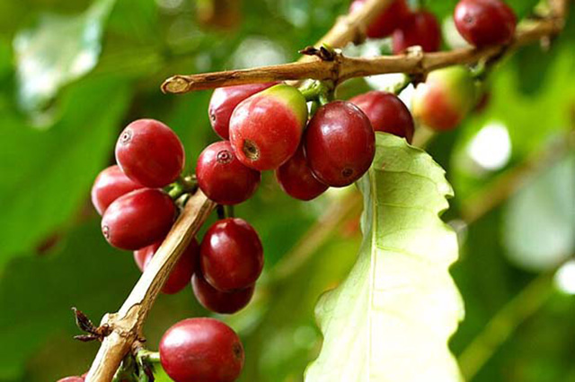 コーヒーノキ（Coffea arabica）の育て方