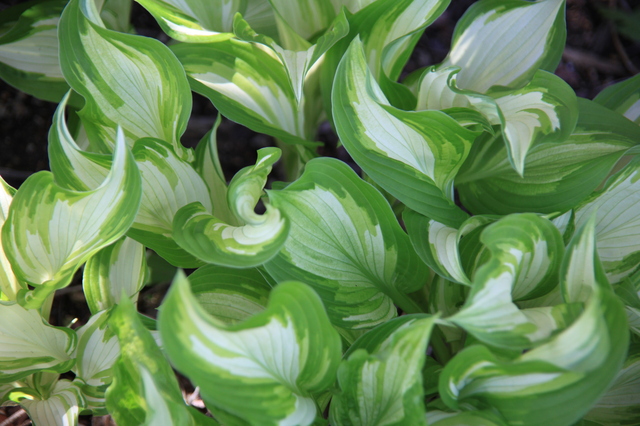 観葉植物の上手な育て方