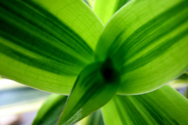 初心者でも簡単な観葉植物について