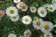 pixta_erigeron