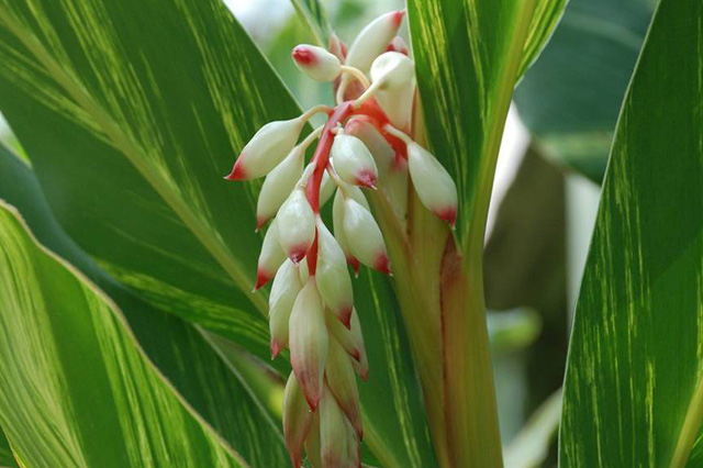 フイリゲットウ（Alpinia sanderae）の育て方