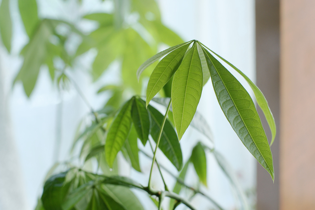 パキラ（Pachira glabra）の育て方