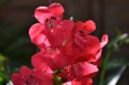 pixta_penstemon