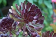 pixta_aeonium