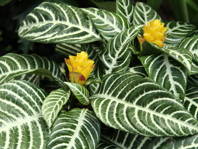 アフェランドラ・スクアロサ‘ダニア’（Aphelandra squarrosa ‘Dania’）の育て方