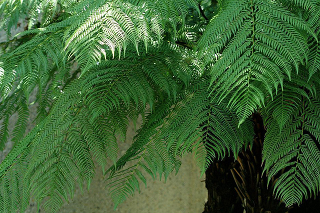 植物の育て方や栽培方法についてのコツとは