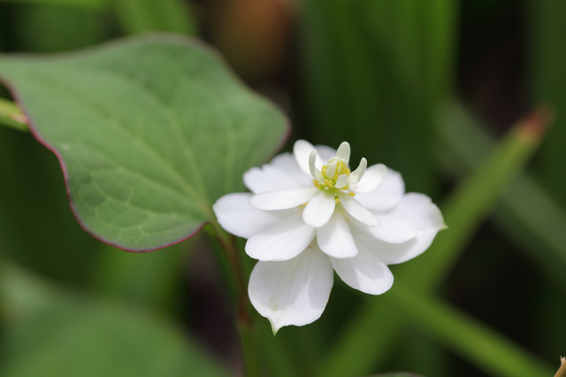 自宅で植物をうまく育てるには