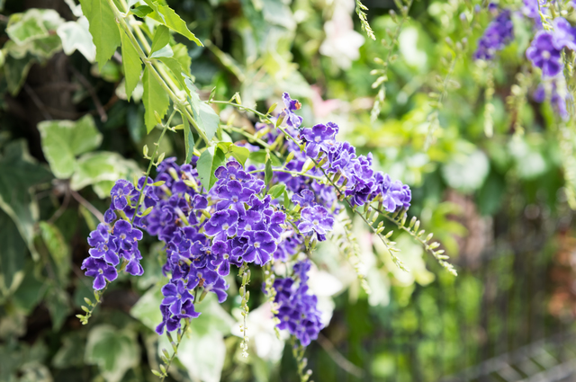 ドゥランタ・エレクタ（Duranta erecta）の育て方