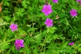 pixta_geranium11