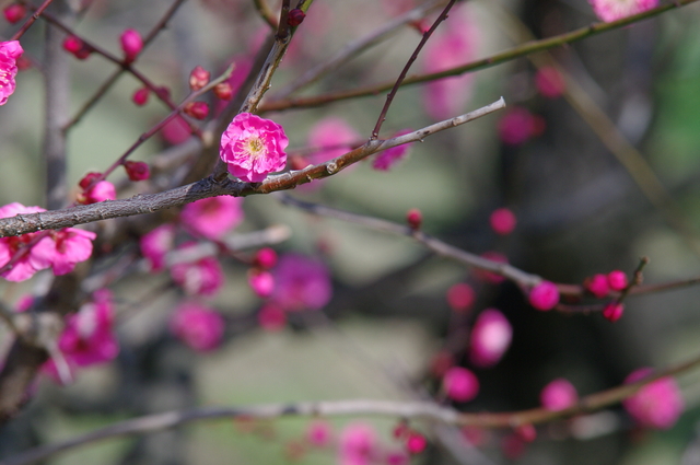 ウメ（花ウメ）の育て方