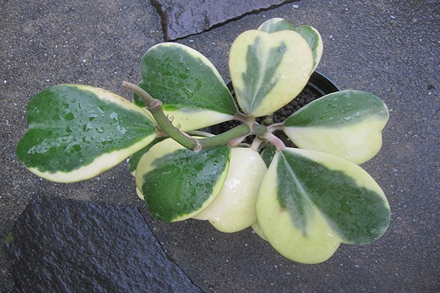 ホヤ属（Hoya ssp.）の育て方