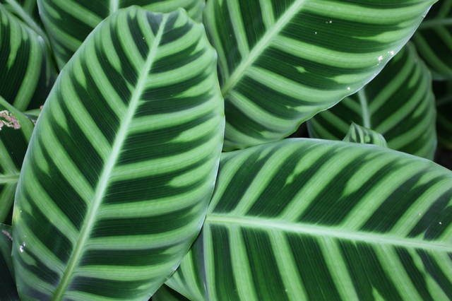 カラテア（Calathea ssp.）の育て方