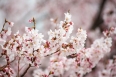 pixta_sakura11