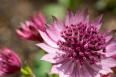 pixta_astrantia